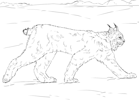 Canada Lynx Walking Coloring Page